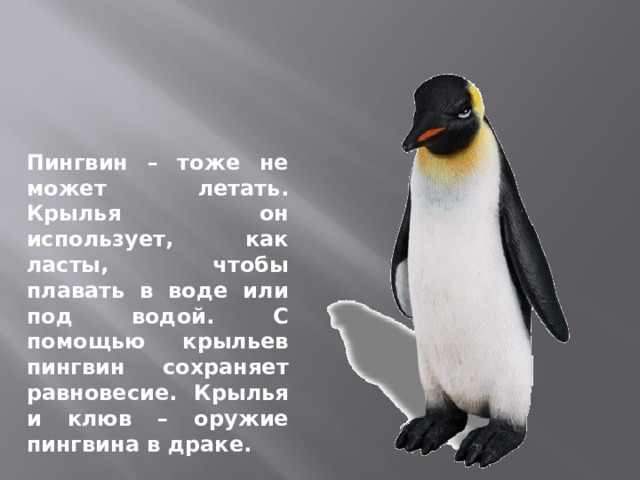 Пингвин – тоже не может летать. Крылья он использует, как ласты, чтобы плавать в воде или под водой. С помощью крыльев пингвин сохраняет равновесие. Крылья и клюв – оружие пингвина в драке. 