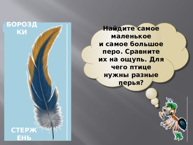 Найдите самое маленькое и самое большое перо. Сравните их на ощупь. Для чего птице нужны разные перья? БОРОЗДКИ СТЕРЖЕНЬ 