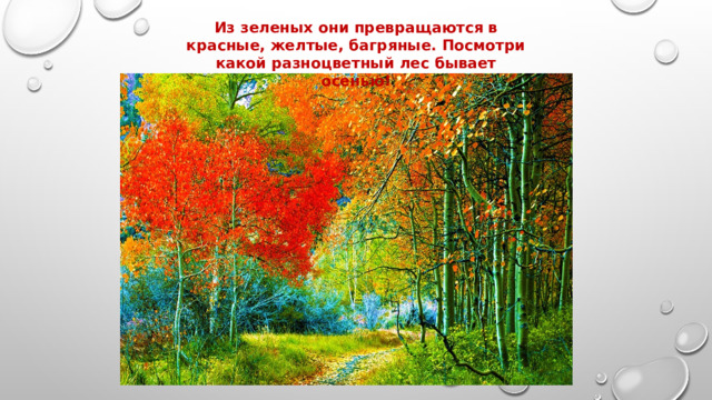Из зеленых они превращаются в красные, желтые, багряные. Посмотри какой разноцветный лес бывает осенью! 