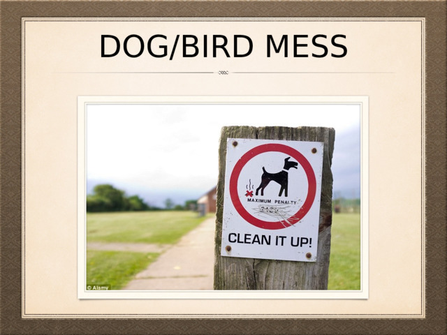 dog/bird mess 
