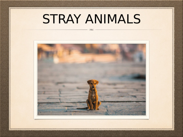 stray animals 