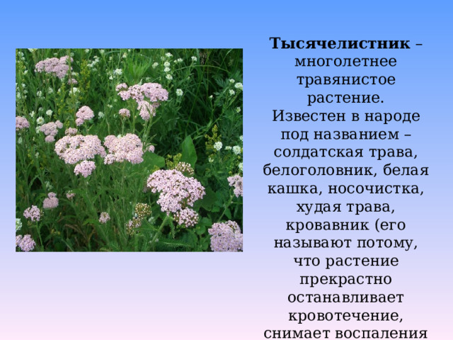 Тысячелистник фото растения описание