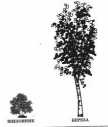 На рисунке изображены облепиха и дуб