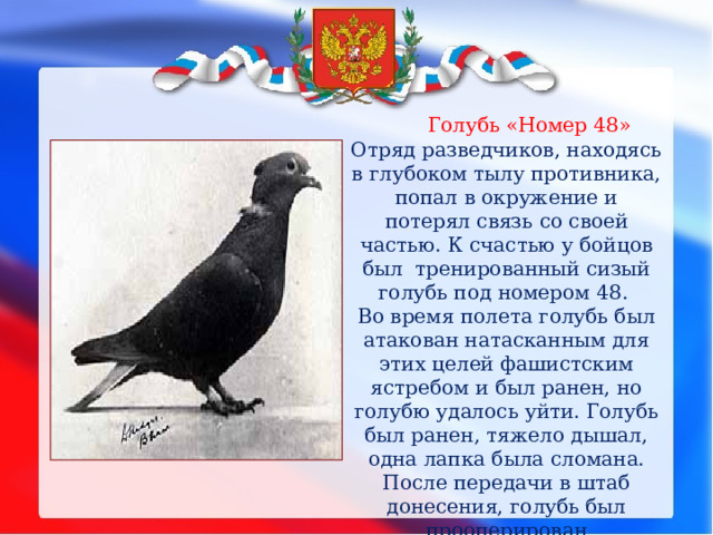 Номера голубей. Голубь номер 48. Сизый голубь является символом России.