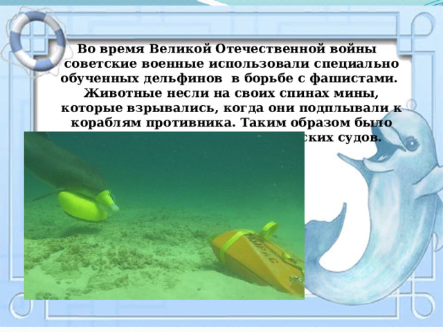  Во время Великой Отечественной войны советские военные использовали специально обученных дельфинов в борьбе с фашистами. Животные несли на своих спинах мины, которые взрывались, когда они подплывали к кораблям противника. Таким образом было потоплено очень много вражеских судов. 