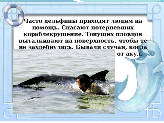  Часто дельфины приходят людям на помощь. Спасают потерпевших кораблекрушение. Тонущих пловцов выталкивают на поверхность, чтобы те не захлебнулись. Бывали случаи, когда дельфины защищали людей от акул. 