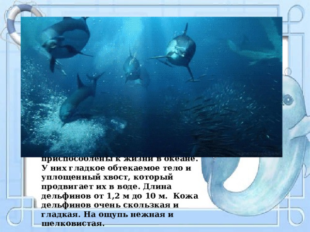   Дельфины прекрасно приспособлены к жизни в океане. У них гладкое обтекаемое тело и уплощенный хвост, который продвигает их в воде. Длина дельфинов от 1,2 м до 10 м. Кожа дельфинов очень скользкая и гладкая. На ощупь нежная и шелковистая. 