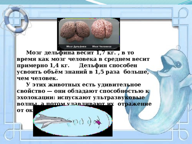  Мозг дельфина весит 1,7 кг. , в то время как мозг человека в среднем весит примерно 1,4 кг. Дельфин способен усвоить объём знаний в 1,5 раза больше, чем человек.  У этих животных есть удивительное свойство — они обладают способностью к эхолокации: испускают ультразвуковые волны, а потом улавливают их отражение от окружающих предметов. 