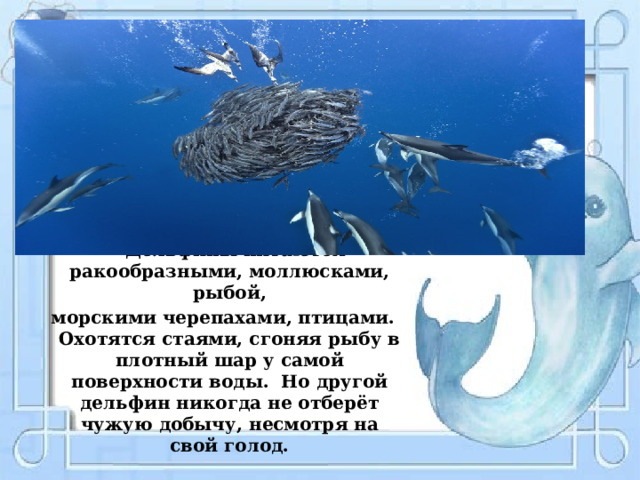 Дельфины питаются ракообразными, моллюсками, рыбой,  морскими черепахами, птицами. Охотятся стаями, сгоняя рыбу в плотный шар у самой поверхности воды. Но другой дельфин никогда не отберёт чужую добычу, несмотря на свой голод. 