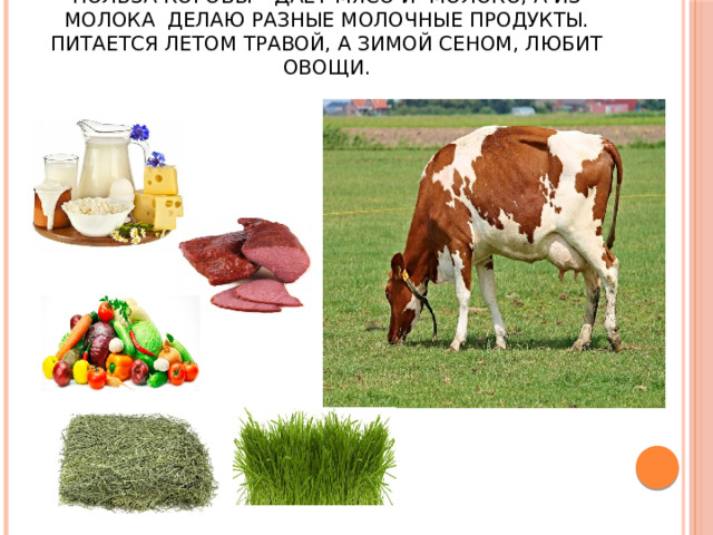 Польза коровы – даёт мясо и молоко, а из молока делаю разные молочные продукты. Питается летом травой, а зимой сеном, любит овощи. 