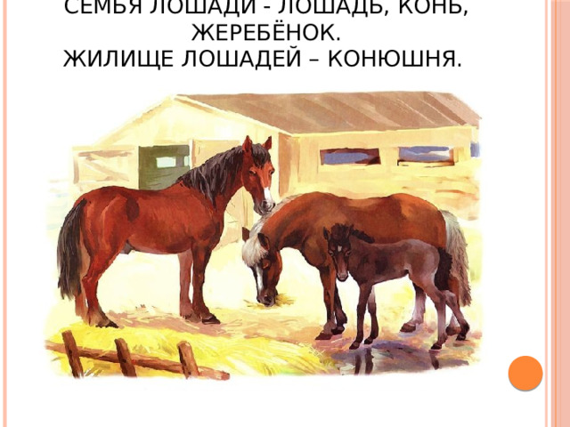 Семья лошади - Лошадь, конь, жеребёнок.  Жилище лошадей – конюшня. 