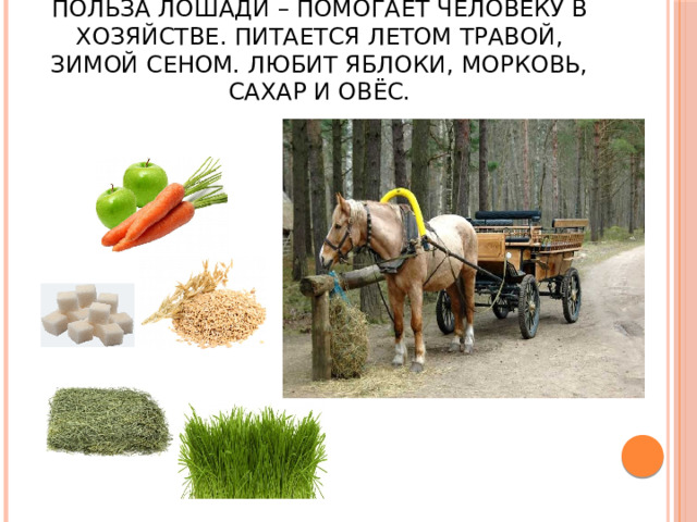 Польза лошади – помогает человеку в хозяйстве. Питается летом травой, зимой сеном. Любит яблоки, морковь, сахар и овёс. 