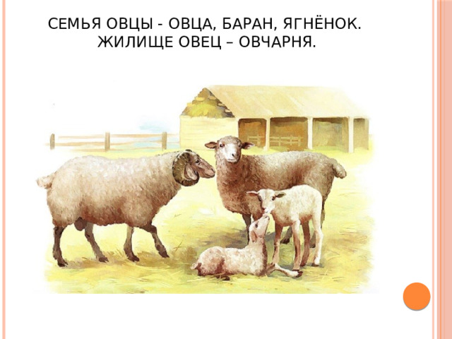 Семья овцы - Овца, баран, ягнёнок.  Жилище овец – овчарня. 