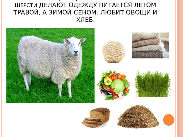 Польза овцы – даёт мясо и шесть, из шерсти делают одежду Питается летом травой, а зимой сеном. Любит овощи и хлеб. 