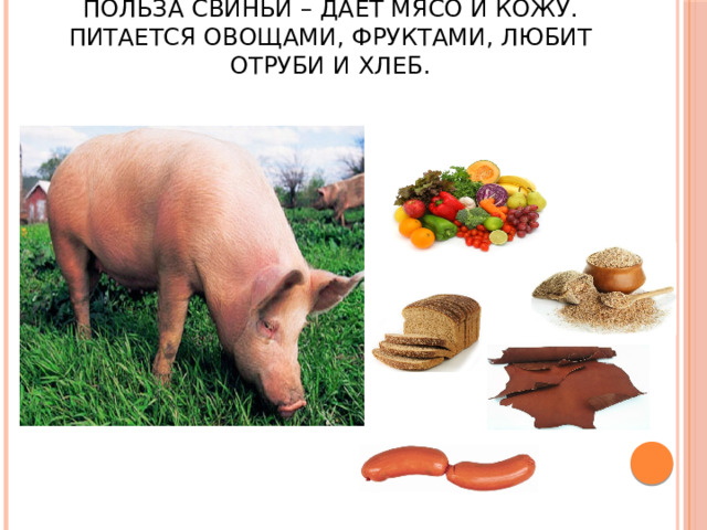 Польза свиньи – даёт мясо и кожу. Питается овощами, фруктами, любит отруби и хлеб. 