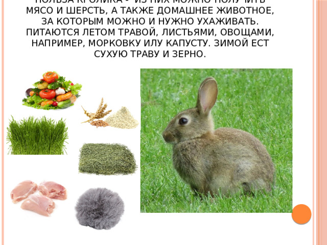 Польза кролика -  из них можно получить мясо и шерсть, а также домашнее животное, за которым можно и нужно ухаживать. Питаются летом травой, листьями, овощами, например, морковку илу капусту. Зимой ест сухую траву и зерно. 