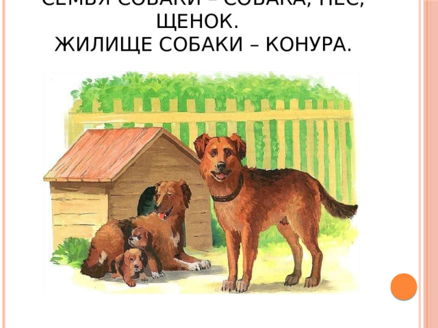 Семья собаки – собака, пёс, щенок.  Жилище собаки – конура. 
