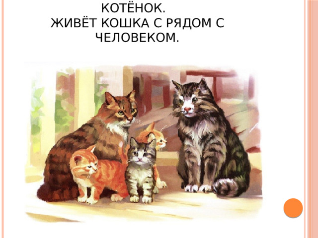 Семья кошки –кошка, кот, котёнок.  Живёт кошка с рядом с человеком. 