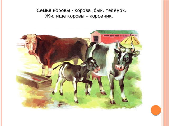  Семья коровы - корова ,бык, телёнок. Жилище коровы – коровник.   