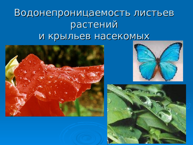 Водонепроницаемость листьев растений  и крыльев насекомых 