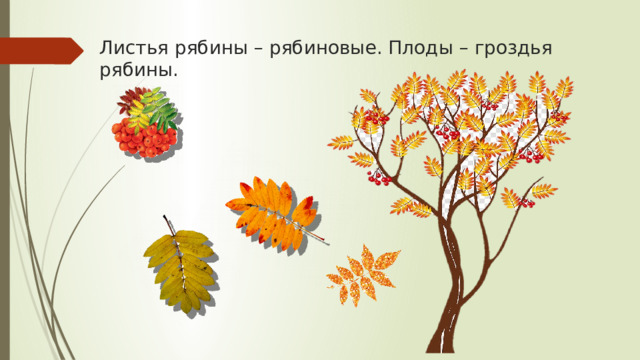 Листья рябины – рябиновые. Плоды – гроздья рябины. 