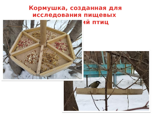 Кормушка, созданная для исследования пищевых предпочтений птиц 