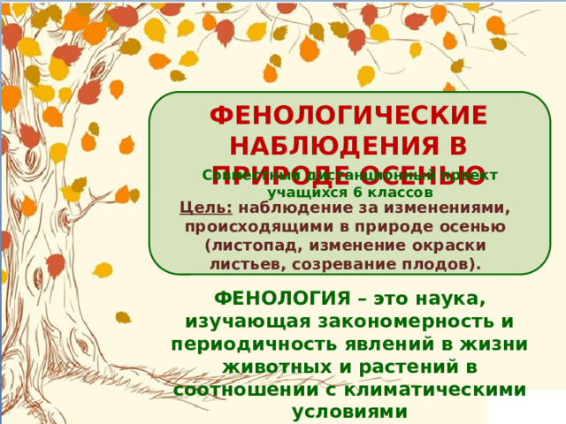 ФЕНОЛОГИЧЕСКИЕ НАБЛЮДЕНИЯ В ПРИРОДЕ ОСЕНЬЮ Совместный дистанционный проект учащихся 6 классов Цель: наблюдение за изменениями, происходящими в природе осенью (листопад, изменение окраски листьев, созревание плодов). ФЕНОЛОГИЯ – это наука, изучающая закономерность и периодичность явлений в жизни животных и растений в соотношении с климатическими условиями 