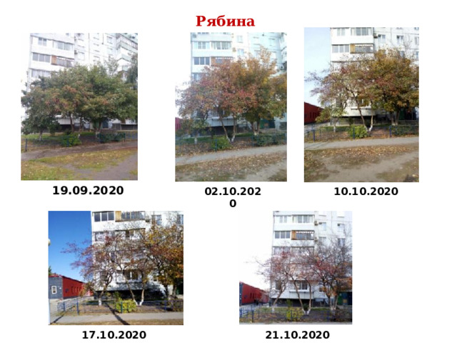 19.09.2020 10.10.2020 Тимур Джамалитдинов 5 Б Рябина Дата 02.10.2020 17.10.2020 21.10.2020 