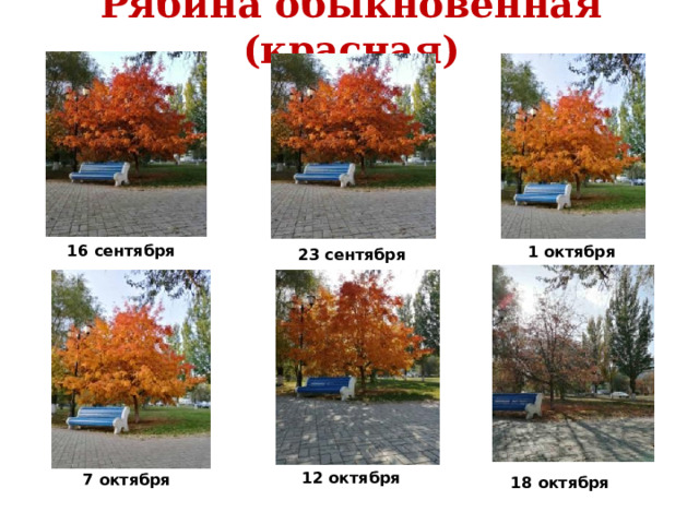 Рябина обыкновенная (красная) Тимур Джамалитдинов 5 Б 16 сентября 1 октября 23 сентября  12 октября 7 октября  18 октября 