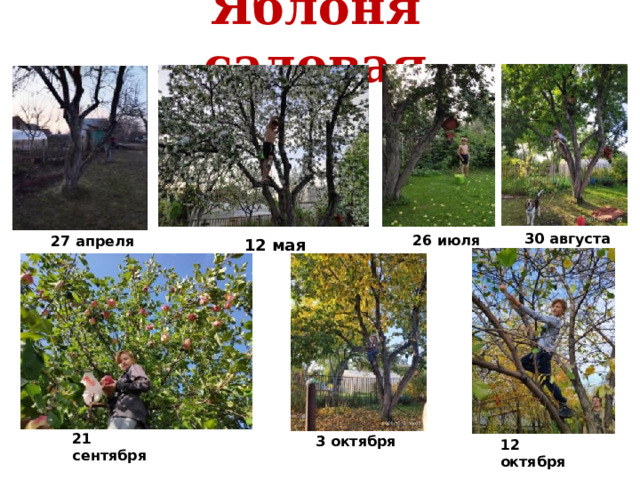Яблоня садовая 30 августа 26 июля 27 апреля 12 мая 21 сентября 3 октября 12 октября 