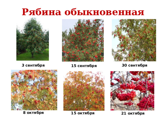 Рябина обыкновенная 3 сентября 30 сентября 15 сентября 8 октября 15 октября 21 октября 