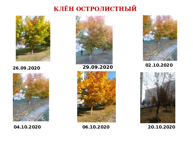 Тимур Джамалитдинов 5 Б КЛЁН ОСТРОЛИСТНЫЙ 02.10.2020 29.09.2020 26.09.2020 04.10.2020  06.10.2020  20.10.2020 