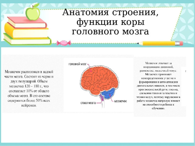 Анатомия строения, функции коры головного мозга 