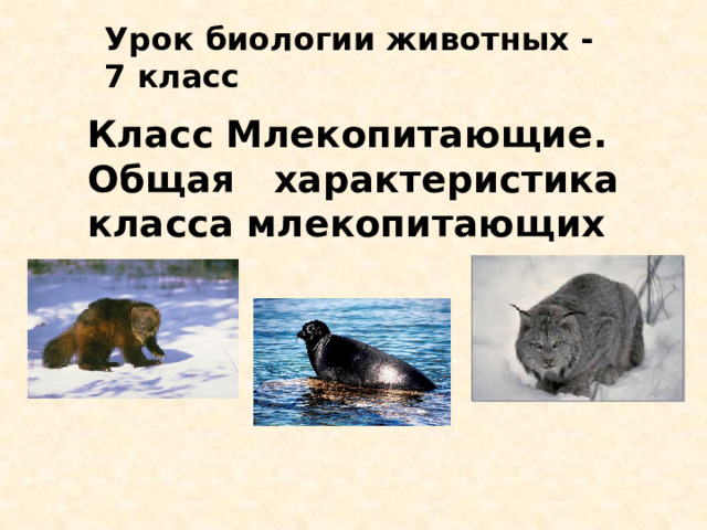 Урок биологии животных - 7 класс Класс Млекопитающие.  Общая характеристика класса млекопитающих 