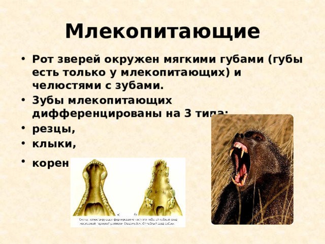 Млекопитающие Рот зверей окружен мягкими губами (губы есть только у млекопитающих) и челюстями с зубами. 3убы млекопитающих дифференцированы на 3 типа: резцы, клыки, коренные.  