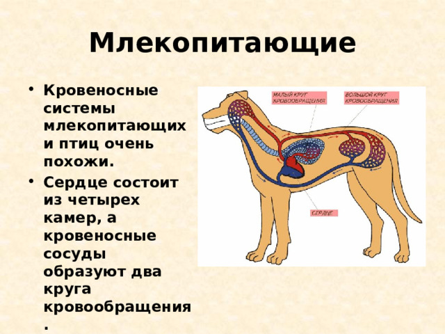 Млекопитающие Кровеносные системы млекопитающих и птиц очень похожи. Сердце состоит из четырех камер, а кровеносные сосуды образуют два круга кровообращения. 