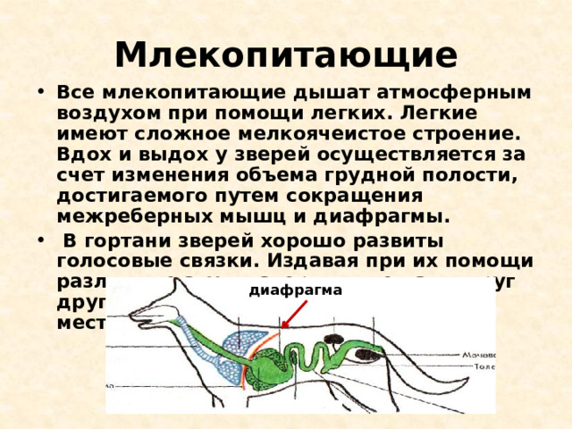 Млекопитающие Все млекопитающие дышат атмосферным воздухом при помощи легких. Легкие имеют сложное мелкоячеистое строение. Вдох и выдох у зверей осуществляется за счет изменения объема грудной полости, достигаемого путем сокращения межреберных мышц и диафрагмы.  В гортани зверей хорошо развиты голосовые связки. Издавая при их помощи различные звуки, звери оповещают друг друга об опасности или своем местонахождении. диафрагма 