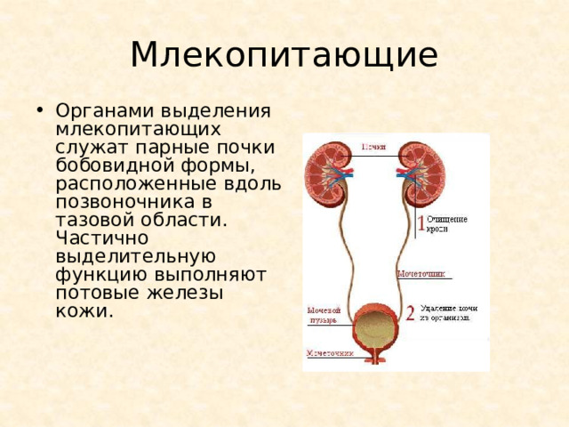 Млекопитающие Органами выделения млекопитающих служат парные почки бобовидной формы, расположенные вдоль позвоночника в тазовой области. Частично выделительную функцию выполняют потовые железы кожи. 