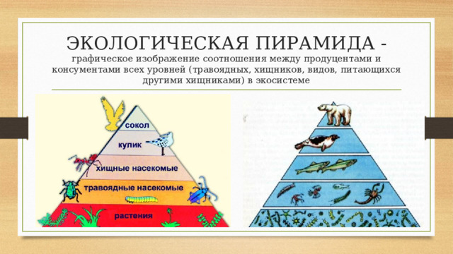 Правило экологической пирамиды это. Консументы пирамида. Экологическая пирамида редуценты. Пирамида продуценты консументы. Правило экологической пирамиды консументы