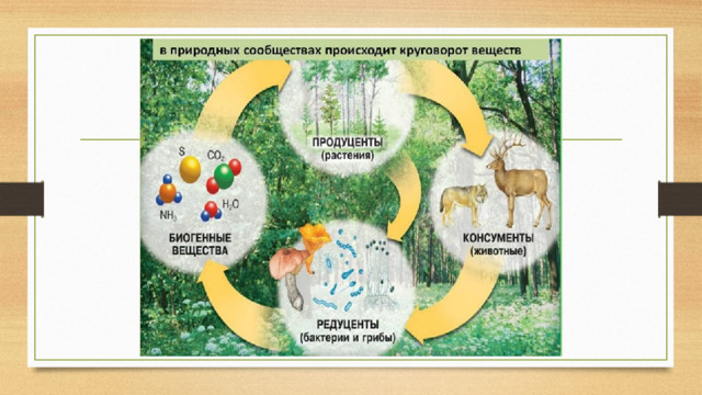 Экосистемная организация природы презентация