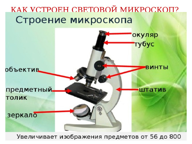 Как пользоваться микроскопом 5 класс