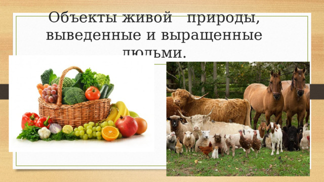 Объекты живой  природы, выведенные и выращенные людьми. 