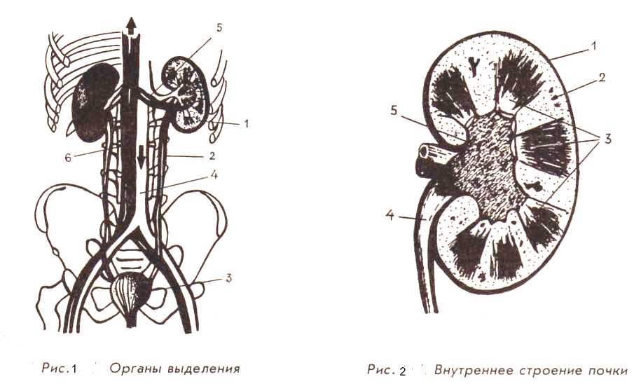 Какие части изображенной на рисунке почки человека обозначены цифрами 1 3 укажите их функции