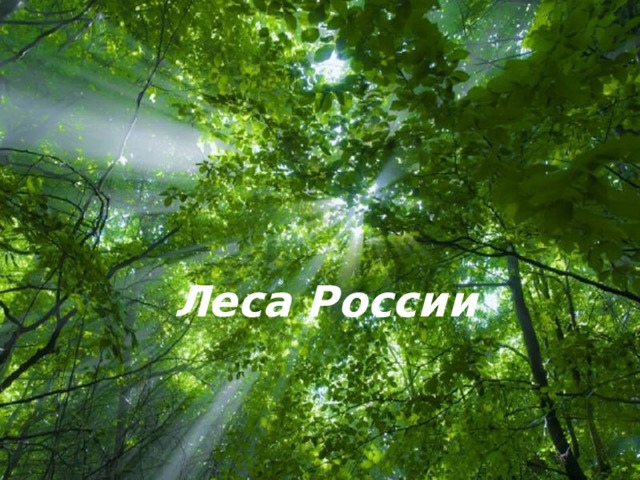 Леса России   