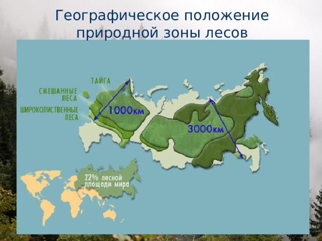 Географическое положение  природной зоны лесов  