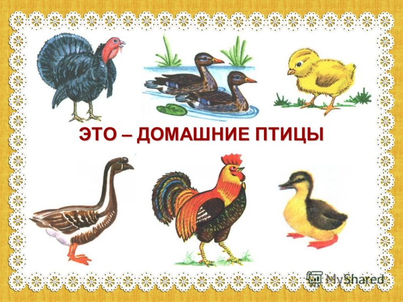 Домашние птицы для детей