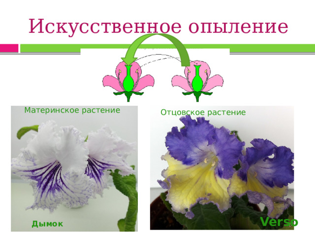 Искусственное опыление Материнское растение Отцовское растение Verso Дымок 