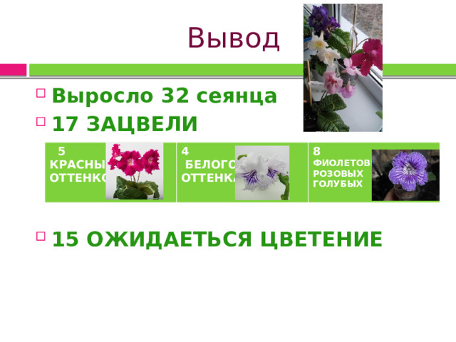 Вывод Выросло 32 сеянца 17 ЗАЦВЕЛИ    15 ОЖИДАЕТЬСЯ ЦВЕТЕНИЕ    5 4 КРАСНЫХ  БЕЛОГО 8 ОТТЕНКОВ ОТТЕНКА ФИОЛЕТОВЫХ РОЗОВЫХ ГОЛУБЫХ 