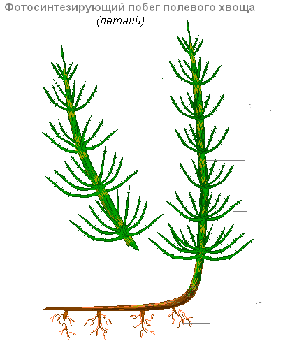Внешнее строение хвоща и плауна. Весенний побег хвоща строение. Спороносный побег полевого хвоща весенний. Строение летнего побега хвоща полевого. Хвощ полевой строение.