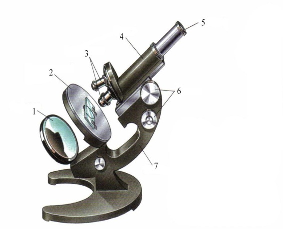 Зрительная трубка микроскопа называется